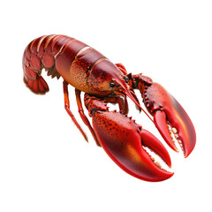 Fresh Red Lobster on White Background, Perfect for Seafood Dishes and Culinary Presentations on transparent background