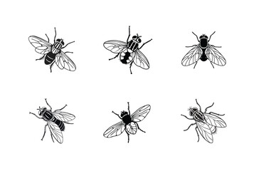 Tabanus sudeticus (Dark giant horsefly), silhouette vector illustration