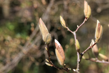 Spring magnolia blooms in the park. Beautiful magnolia blossoms on a sunny day