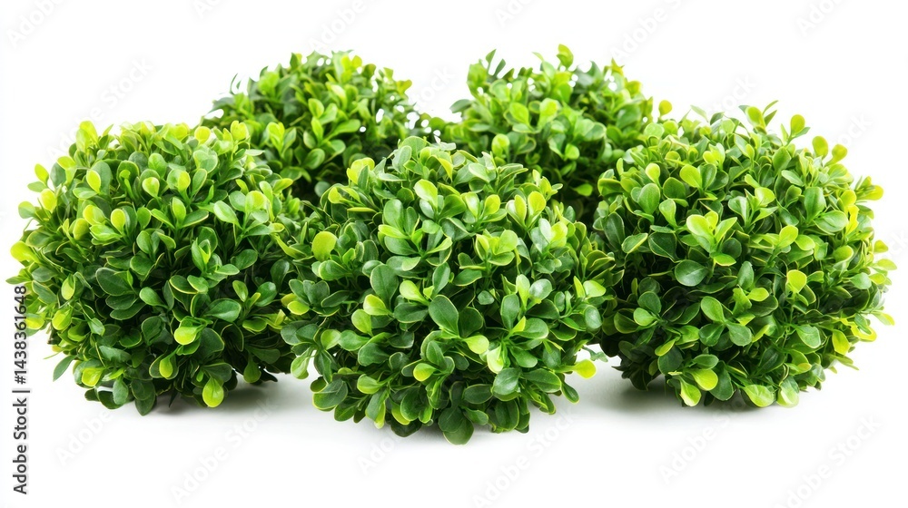 Poster Cluster of glossy garden bushes with leaves arranged in a circular pattern on a white background.