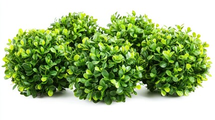Obraz premium Cluster of glossy garden bushes with leaves arranged in a circular pattern on a white background.