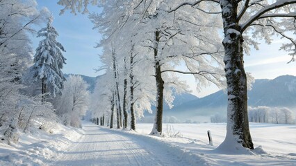Obraz premium winter forest in the snow