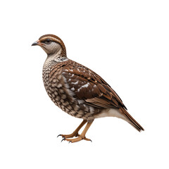 Obraz premium Detailed Studio Shot of a Spotted Partridge.