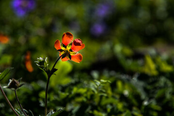orange flower in the garden