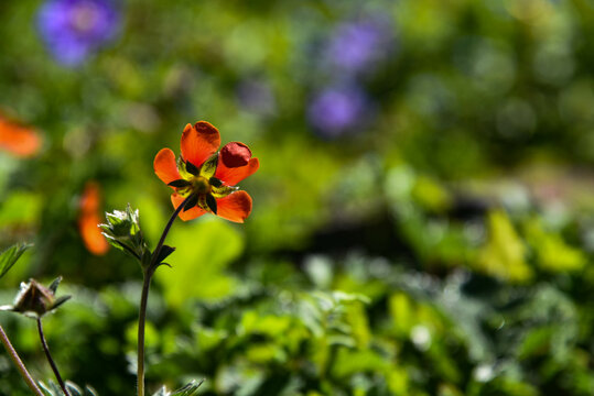 orange  popy in garden
