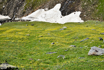alpine meadow in the mountains