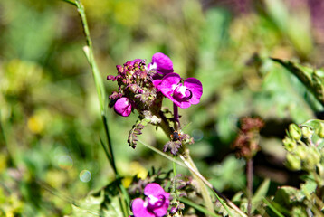 purple flowers in the garden