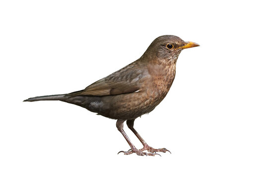 Common blackbird female isolated (Turdus merula).