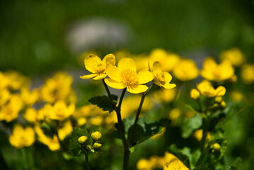 field of yellow flowers