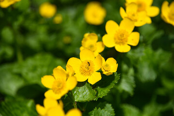 yellow flowers