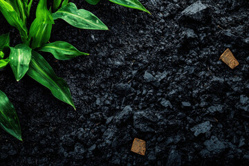 Naklejka premium Dark Soil with Fresh Green Plant Growth