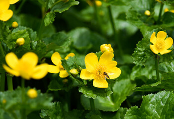 yellow flowers in the garden