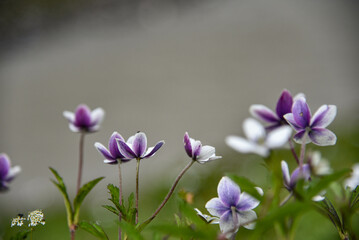 Fototapeta premium purple crocus flowers