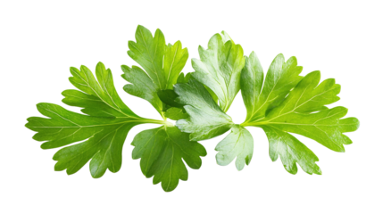 Three green leaves of parsley are shown in a row on transparent or white background,png