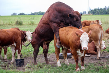  a large, dark brown bull mounted on a reddish brown cow with a white head and legs. © Jorens
