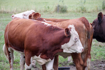 
A group of cattle grazing. In the foreground are two reddish-brown calves with white heads and legs, typical of the Hereford breed.