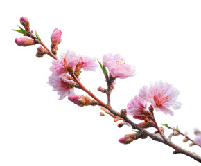 Fototapeta premium Delicate cherry blossom branch in springtime blooming beauty on a transparent background, cut out