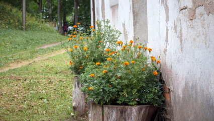 Two flower pots with bright orange marigold flowers planted in tree trunks are placed along the...