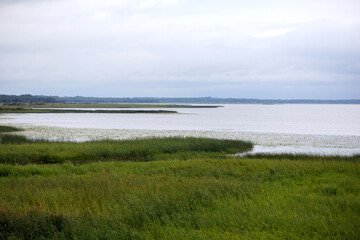 
a large body of water with a grassy shore, where reeds and other aquatic plants grow, under a cloudy sky.