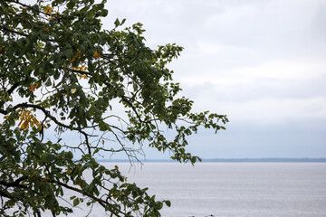 
Tree branches with green leaves framing a peaceful waterscape with a bright sky.