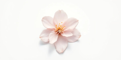 Fototapeta premium Cherry Blossom Branches: Delicate pink or white blossoms on slender, dark brown branches arranged against a clean, light-colored background. 