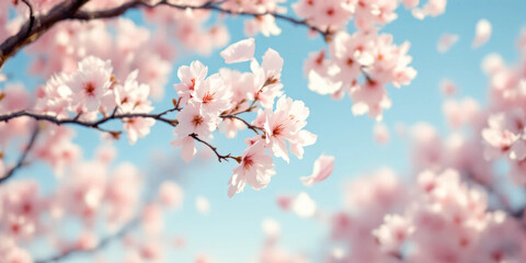 Cherry Blossom Branches: Delicate pink or white blossoms on slender, dark brown branches arranged against a clean, light-colored background.	