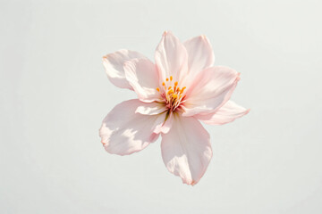 Obraz premium Cherry Blossom Branches: Delicate pink or white blossoms on slender, dark brown branches arranged against a clean, light-colored background. 