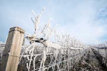 frozen vineyards burgenland