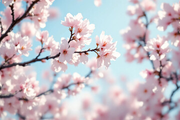 Fototapeta premium Cherry Blossom Branches: Delicate pink or white blossoms on slender, dark brown branches arranged against a clean, light-colored background. 