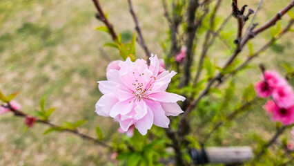 복사꽃(복숭아꽃) Peach Blossom