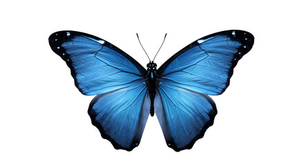 Stunning Blue Morpho Butterfly: A Vibrant Jewel of the Rainforest