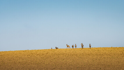 A grup of roe deer walking over a hill