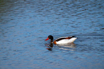 Common shelduck swimming through the Ria Formosa estuary in the Algarve,