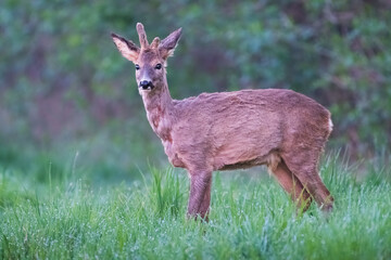 Curious Roe deer.
