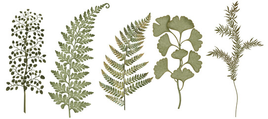 set of 5 illustrations of forest fern and other green herbs and plants on white background © Grin Katalin
