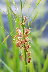 Zizania latifolia grows in shallow water