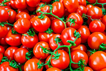 cherry tomatoes on branches, selective focus