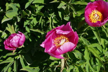 Blühende Korallen-Pfingstrose im Frühling
