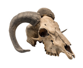 Obraz premium Unique ram skull with prominent horns for rustic decoration on a transparent background, cut out