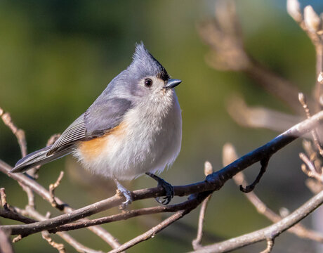 Tufted Titmouse