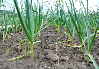 Fototapeta premium Garlic grows in the open ground