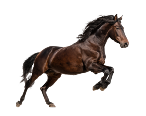 Powerful black horse leaping in the air during exercise session on a transparent background, cut out