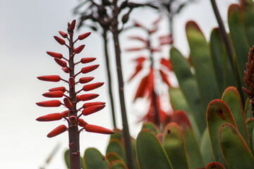Vibrant Flowers and Botanical Beauty of Madeira Island