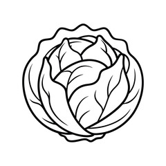 Simple Cabbage Line Art Vector Drawing