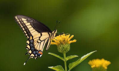 Obraz premium A close-up shot of a butterfly perched on the petals of a bright yellow flower, with its wings spread wide