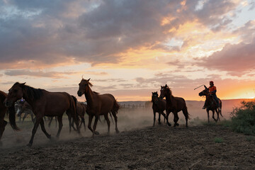 Cowboy on horseback and herd of horses at sunset