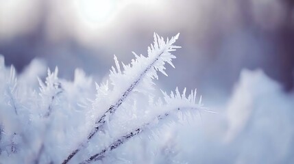 Obraz premium Closeup frost ice crystals on plant branch winter season nature photography macro frozen beauty outdoor cold
