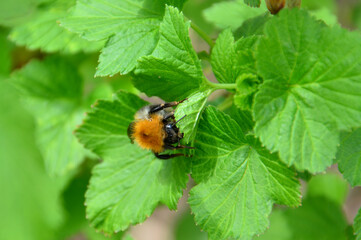 A bumblebee nestled amongst vibrant green leaves