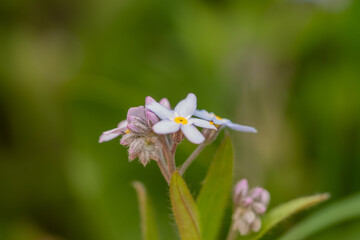 Vergissmeinnicht – Zarte Wildblumen im Frühling