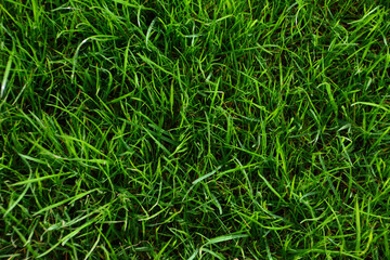 a pattern of lush green grass top view